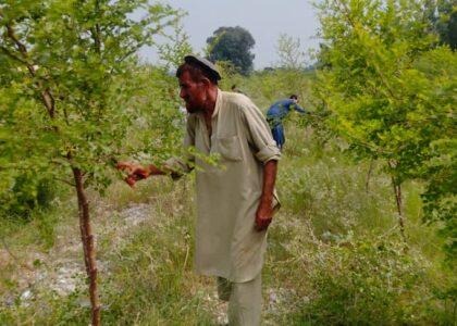 تا سه روز آینده میلۀ دهقان و ۲۸مین نمایش‌گاه زراعتی در کابل برگزار می‌شود