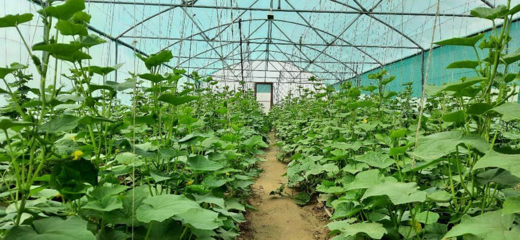 Over 70pc of greenhouses sold cheaply in Faryab