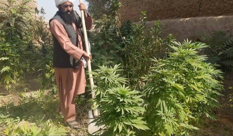 غزني کې لسګونه جریب د کوکنار او بنګو کښتونه واړول شول