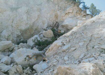Trees chopped off around talc reservoirs in Nangarhar