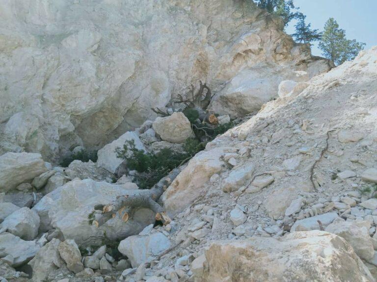 Trees chopped off around talc reservoirs in Nangarhar