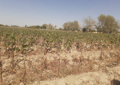 Crops parched as major canal dries up in Helmand