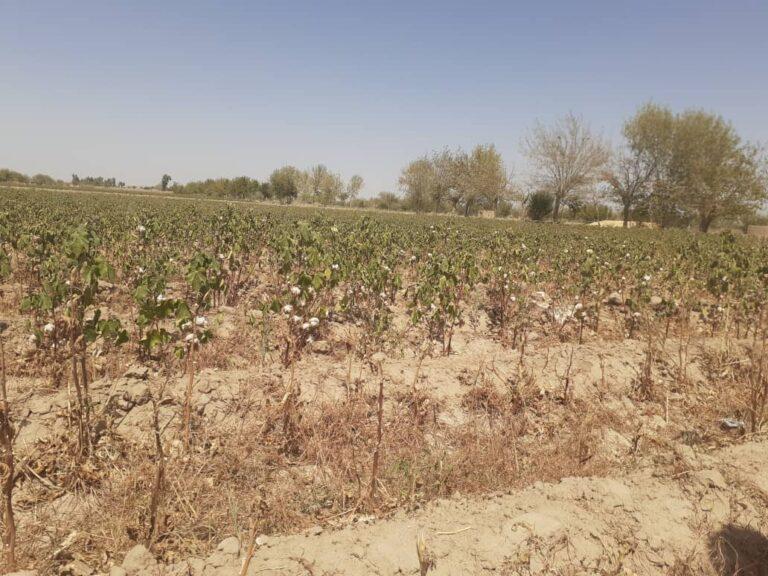 Crops parched as major canal dries up in Helmand