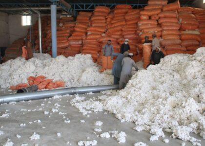 Pakistanis delay payments to Afghan cotton growers