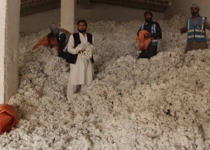 Spin Zar factory resumes buying, processing cotton in Kunduz