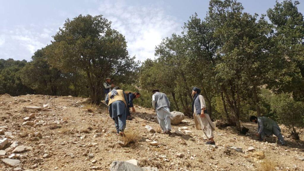 رئیس زراعت پنجشیر: در چهار ولسوالی این ولایت جنگلات را بذر می‌کنیم