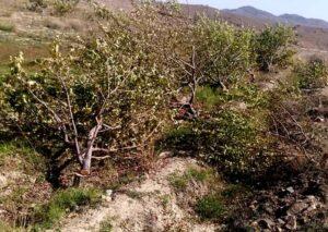 پکتيکا کې نامعلومو کسانو د مڼو ۳۰۰ ونې اره کړې دي