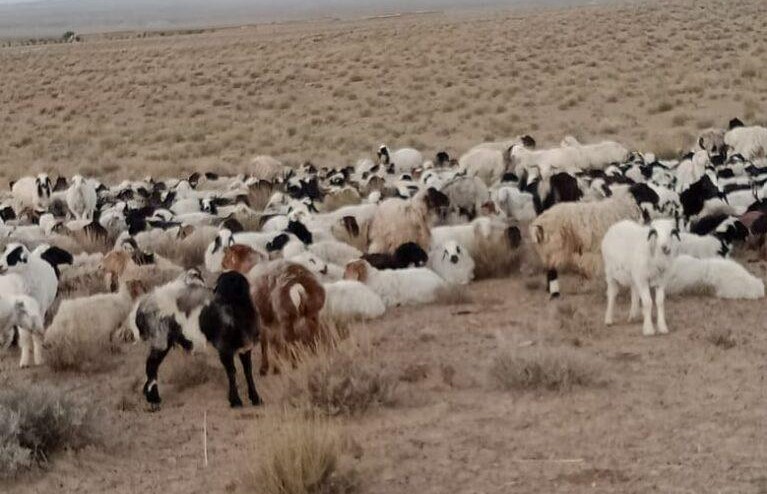 Bid to smuggle 202 sheep to Pakistan foiled in Kandahar