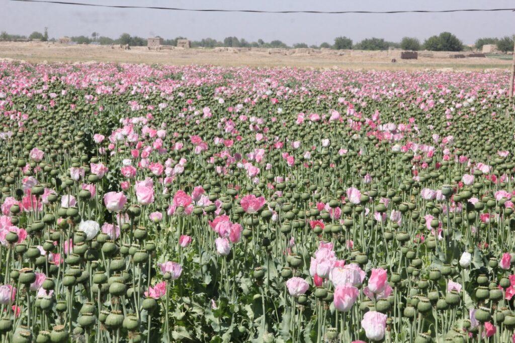 Poppy on hundreds of acres destroyed in Kandahar
