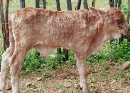 یک نوع بیماری کشندۀ جلدی بین حیوانات در شیوۀ بدخشان شیوع پیدا کرده‌است