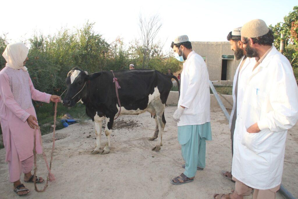 Thousands of cows infected with lumpy skin disease in Kandahar