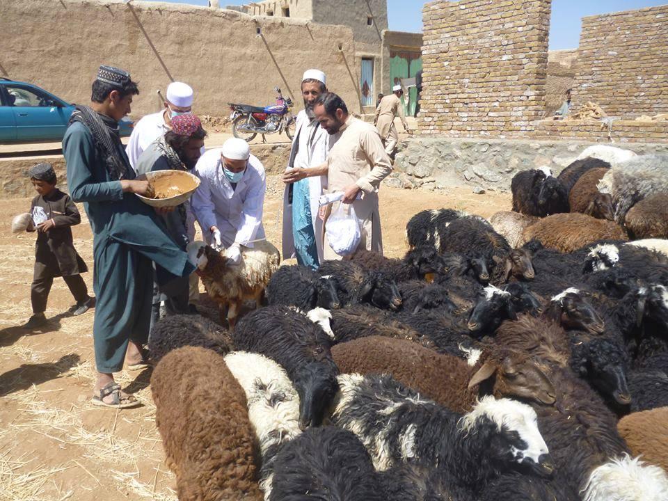 In Logar, many animals die due to lack of veterinary clinics
