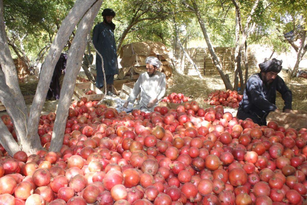 47,000 tons of pomegranates exported to India, Pakistan
