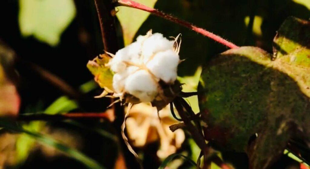 Cotton crop yield doubles in Farah this year