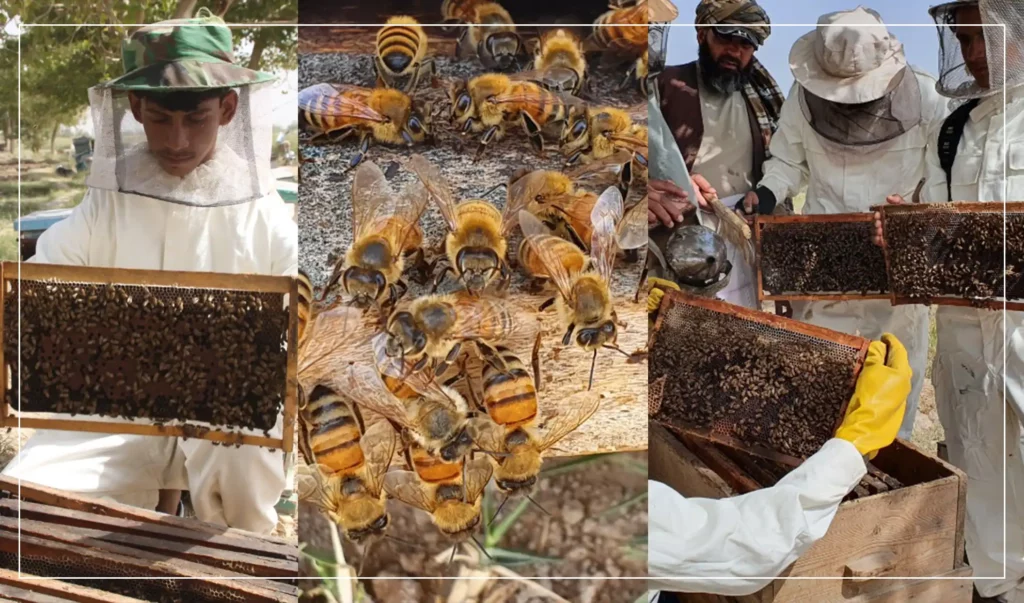 امسال ۳۶ تُن عسل در قندهار تولید شده‌است