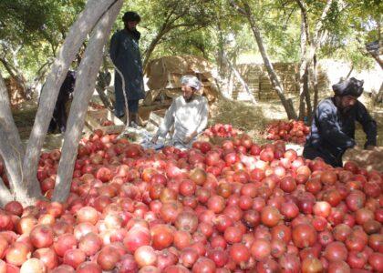 47,000 tons of pomegranates exported to India, Pakistan