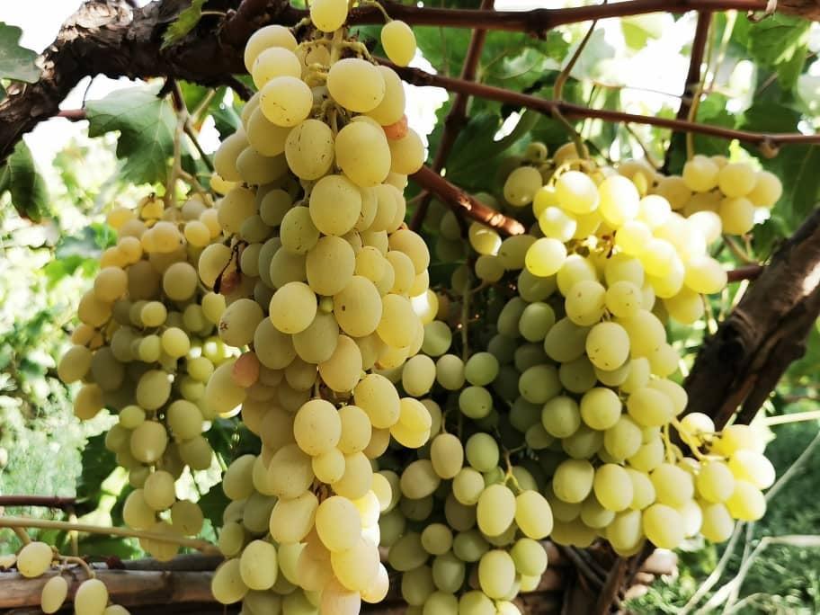 Samangan grapes yield up by 15pc this year