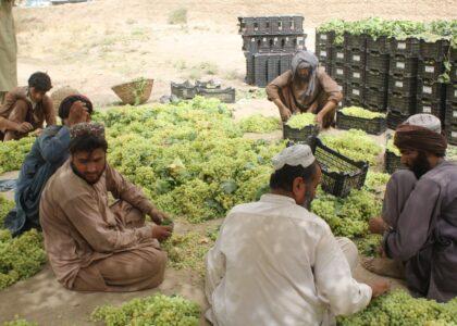 Kandahar exports grapes worth more than $8m