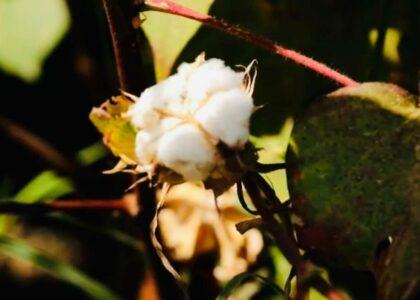 ریاست زراعت: علاقه‌مندی دهقانان به کشت پنبه در فراه افزایش یافته‌است