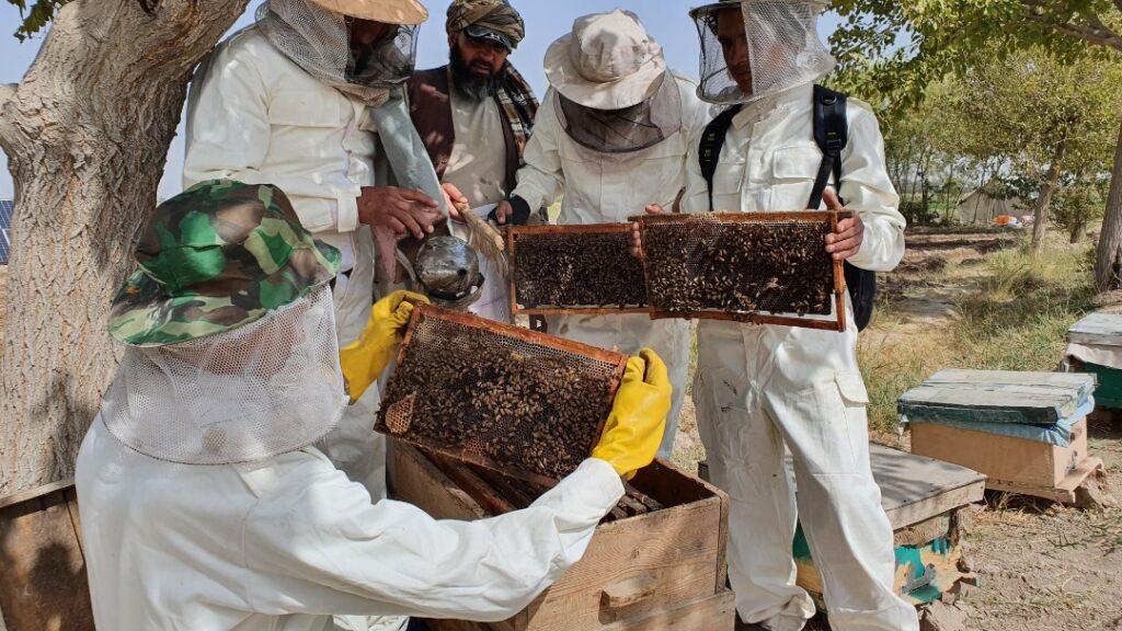 Kunduz honey production records 35 percent increase
