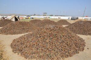 Govt must find more markets for pine nuts: Traders