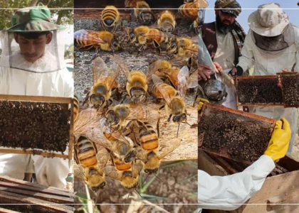 36 tons of honey produced in Kandahar this year