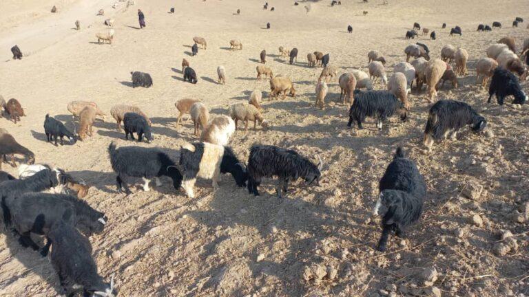 حکومت برای جلوگیری از تلف‌شدن مواشی به مالداران در بادغیس علوفۀ حیوانی توزیع می‌کند