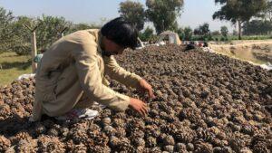 ننګرهار کې د جلغوزیو سوداګر: د پروسس عصري وسايلو او نړۍوال بازار ته اړتيا لرو