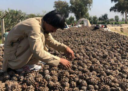 Pine nut traders eye modern processing tools, global market