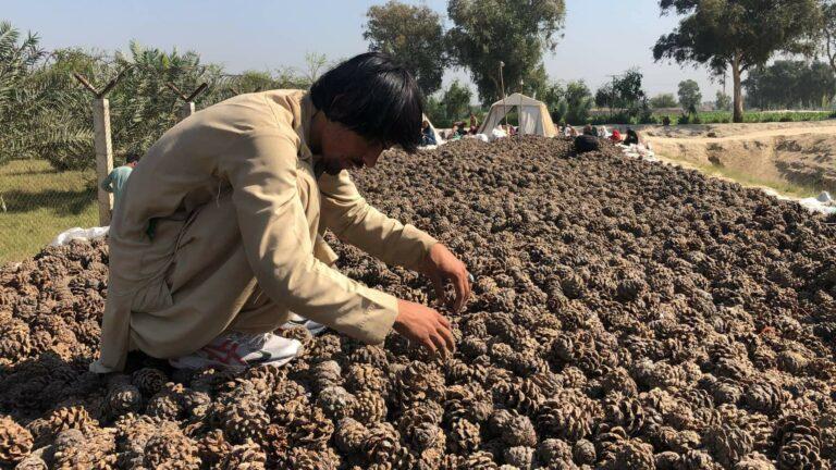 Pine nut traders eye modern processing tools, global market