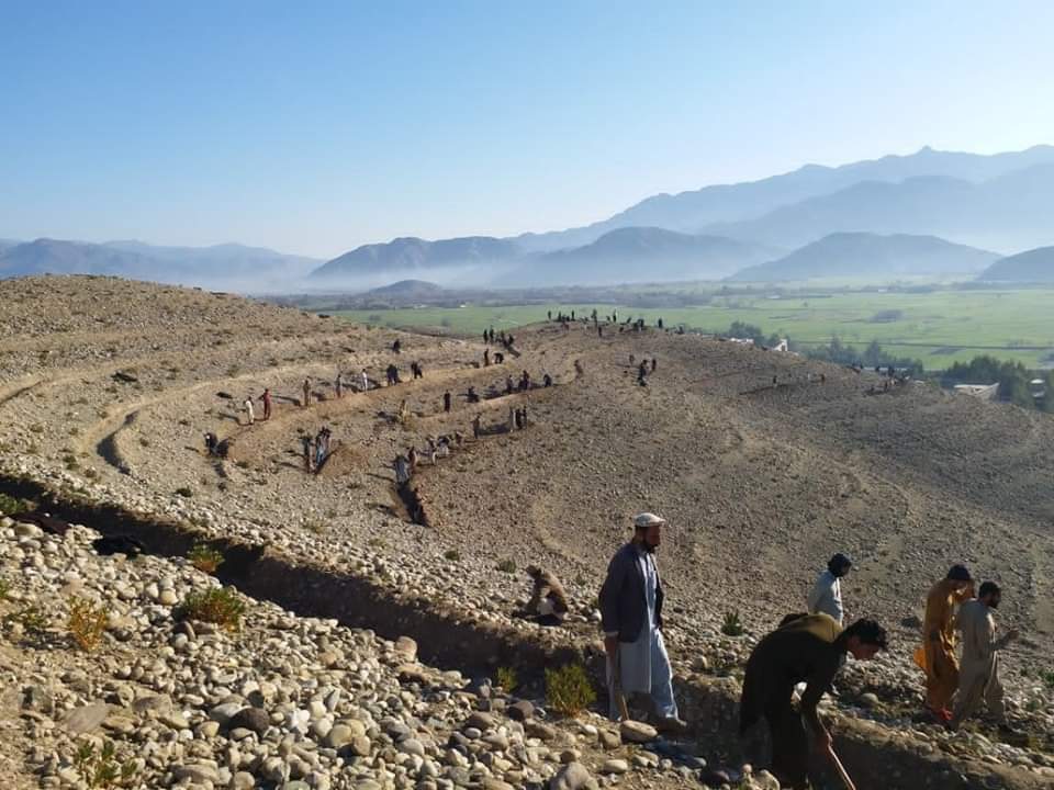 Ber forest being set up in Nangarhar to support bee farming