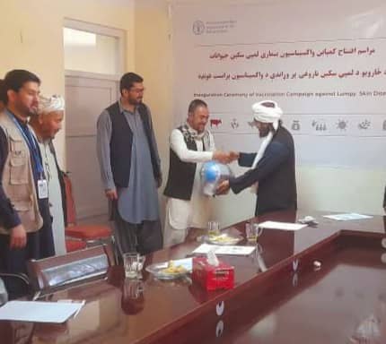 LSD vaccination drive kicks of in Bamyan