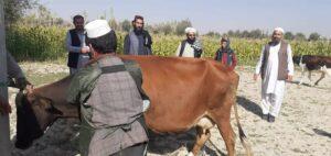 لوګر کې غواګانو ته د «لمپي‌سکن» ناروغۍ ضد واکسین پیل شو