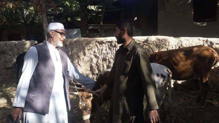 شیوع ویروس لمپی‌اسکین در پروان، مالداران را متضرر و نگران ساخته‌است