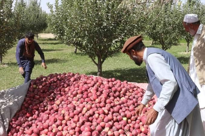 پکتیا کې د مڼو حاصلات ډېر شوي خو بڼوال د سړو خونو او بازار له نشتوالي شکایت لري