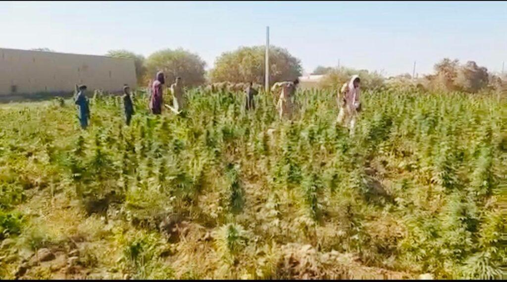 بلخ کې ۴ جریبه کښت شوي چرس له منځه یوړل شول