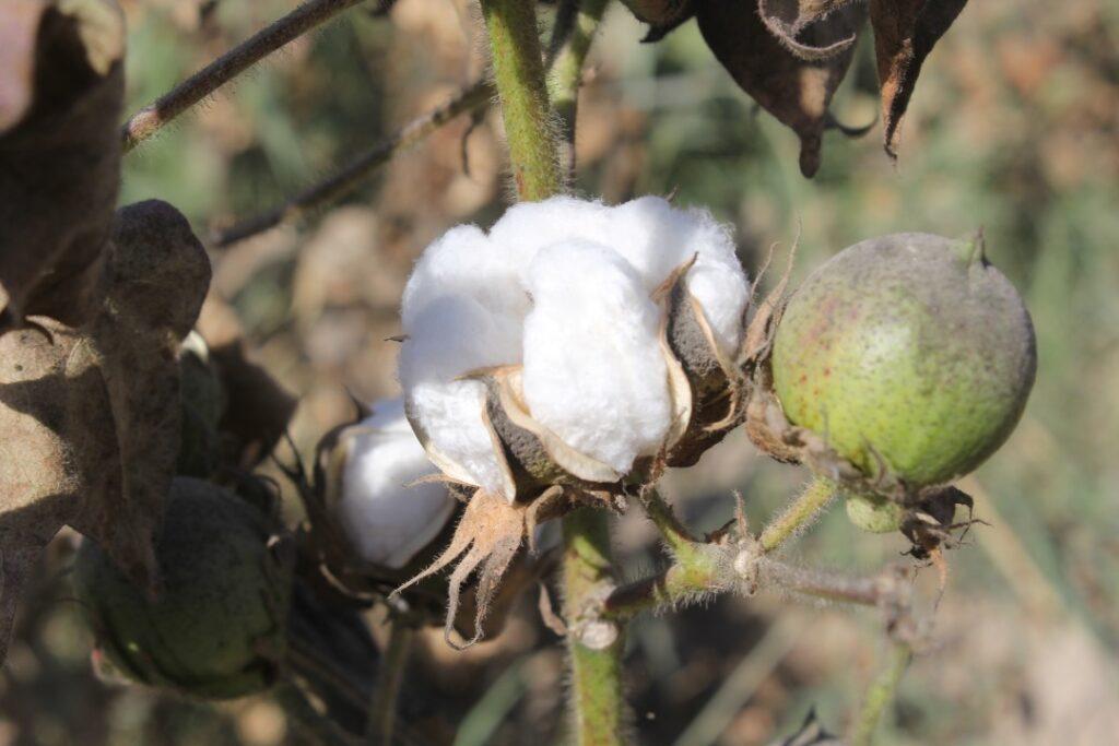 Cotton cultivation up by 30pc in Kandahar this year