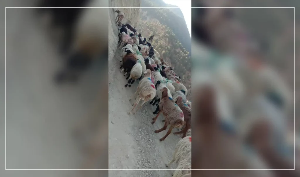 از قاچاق ۲۷۰ رأس گوسفند به پاکستان در ننگرهار جلوگیری شد