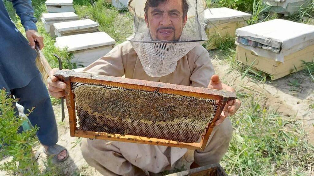 زنبورداران در تخار: عسل تولید شده در این ولایت مقام نخست را کسب کرده‌است