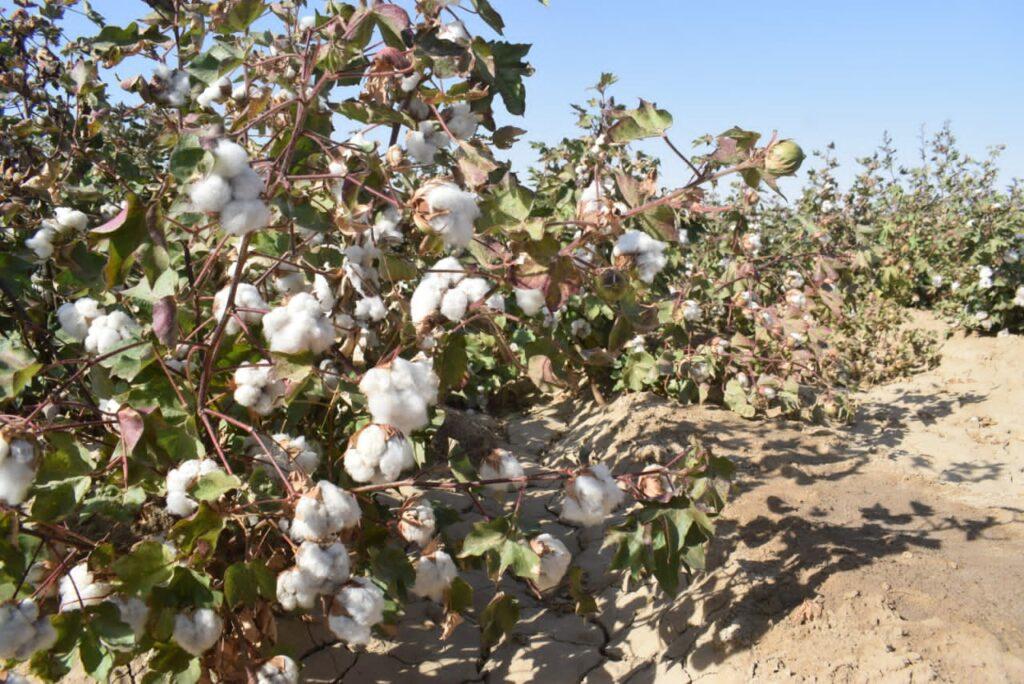 Jawzjan farmers grow cotton instead of poppy