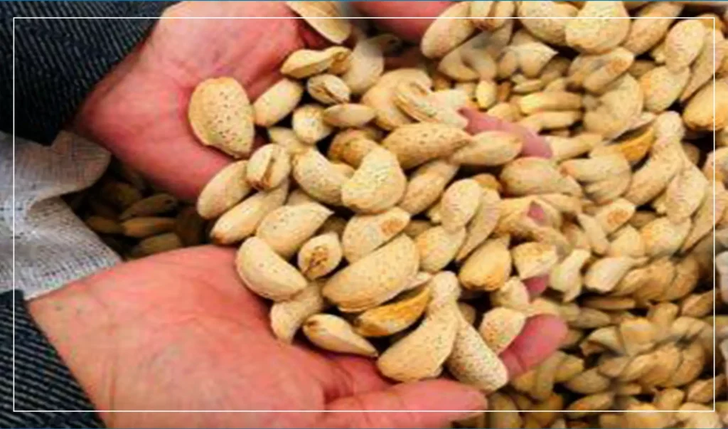 قیمت بادام در بلخ ۲۰ درصد و صادرات آن ۴۰ درصد کاهش یافته‌است