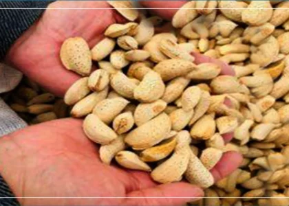 Almond prices down by 20pc, exports 40pc, say Balkh traders