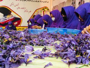 بلخ کې سږ کال د زعفرانو حاصلات ۶۰ سلنه ډېر شوي