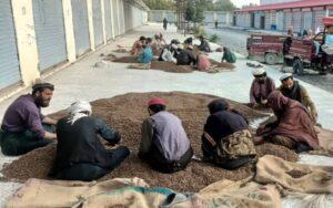 پکتیکا کې خلک خپلو جلغوزیو ته بازار غواړي