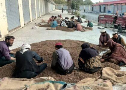 Pine nut traders seek access to global market
