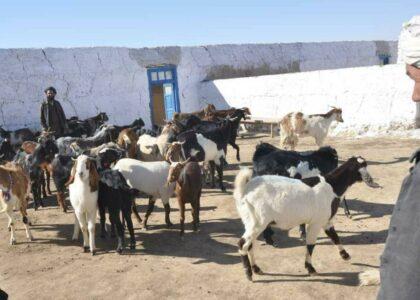 با ایجاد سه فارم گاوداری و بزداری در جوزجان، برای ده‌ها تن زمینۀ کار مساعد گردیده‌است