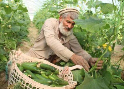 ریاست کانال ننگرهار، حاصلات سبزخانه‌های خود را به ولایات دیگر انتقال می‌دهد