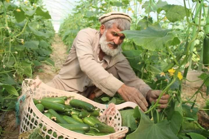 Nangarhar to send greenhouse veggies to other provinces