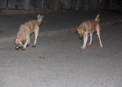 Mad dogs bite 80 people in Zabul in a month, 2 die