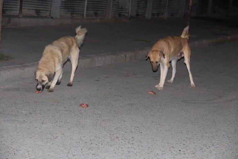 Mad dogs bite 80 people in Zabul in a month, 2 die